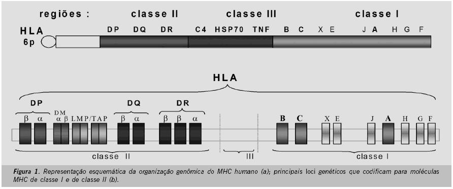 I geni HLA sono parte del complesso MHC