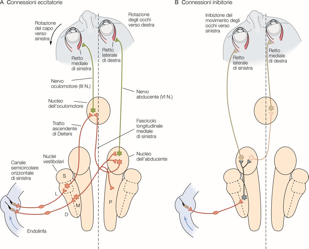 Riflesso vestibolo-oculare orizzontale Rotazione antioraria Eccitazione canale semicircolare orizzontale di