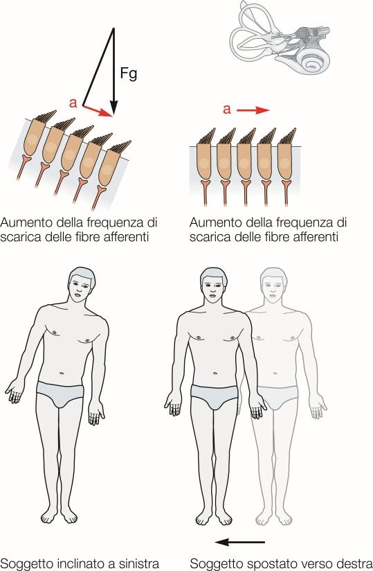 I segnali afferenti vestibolari che forniscono informazioni