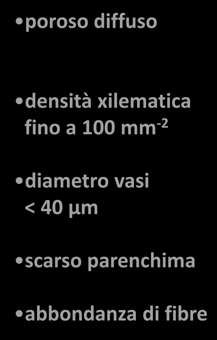 diametro vasi < 40 µm