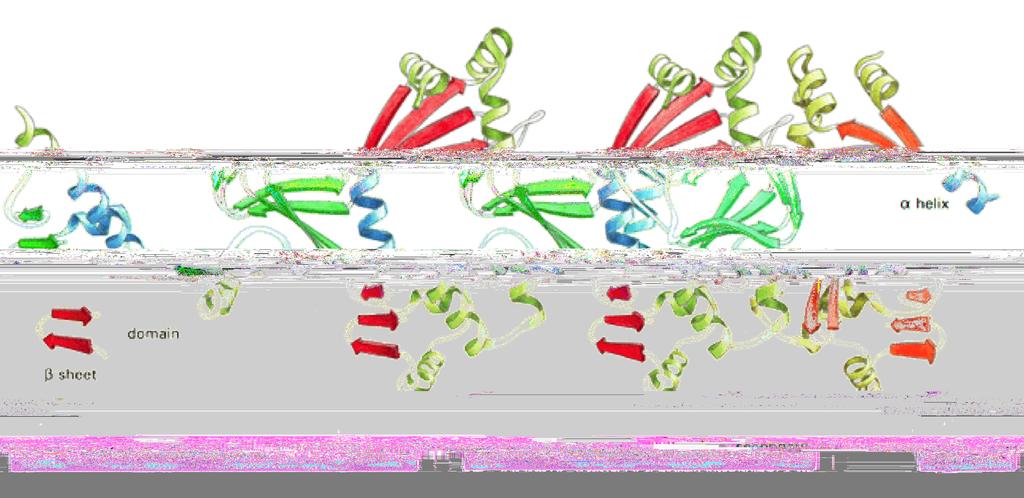 Struttura quaternaria unione di 2 o più catene polipeptidiche le singole catene si chiameranno subunità della proteina "-elica dominio $-foglietto struttura