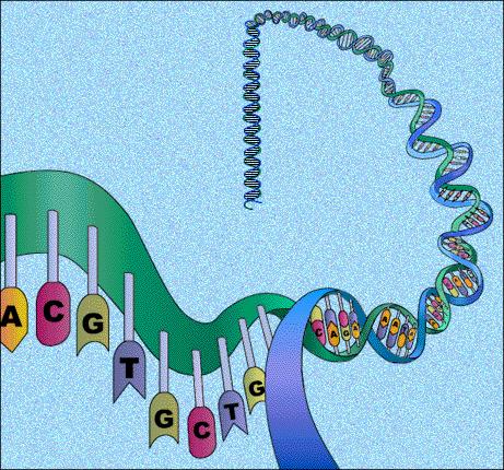 SEQUENZ di nucleotidi determina l informazione T T 1953