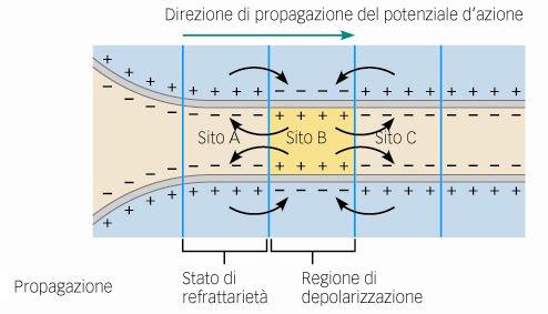 La corrente sodica nell'assone non fluisce solo nella direzione a valle del neurone ma anche in direzione opposta dove, però, si è già avuto un