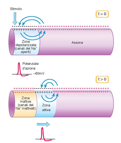 Quando un potenziale d'azione si propaga lungo l'assone, parte della corrente di sodio diretta verso l'interno, fluisce lungo l'interno dell'assone e produce una depolazizzazione locale "davanti"