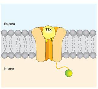 La Conduzione del potenziale d azione può essere alterata da vari fattori chimici.