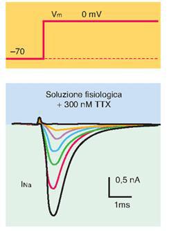 Se Na + non può entrare nell assone, una depolarizzazione che inizia nella zona trigger