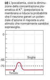 K + e Ca 2+ nel liquido