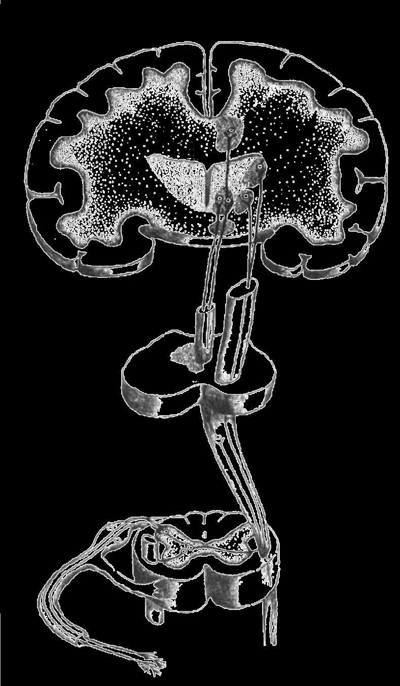 Sistema Nocicettivo Sistema limbico Corteccia somatosensoriale Talamo Sistema mediale Formazione