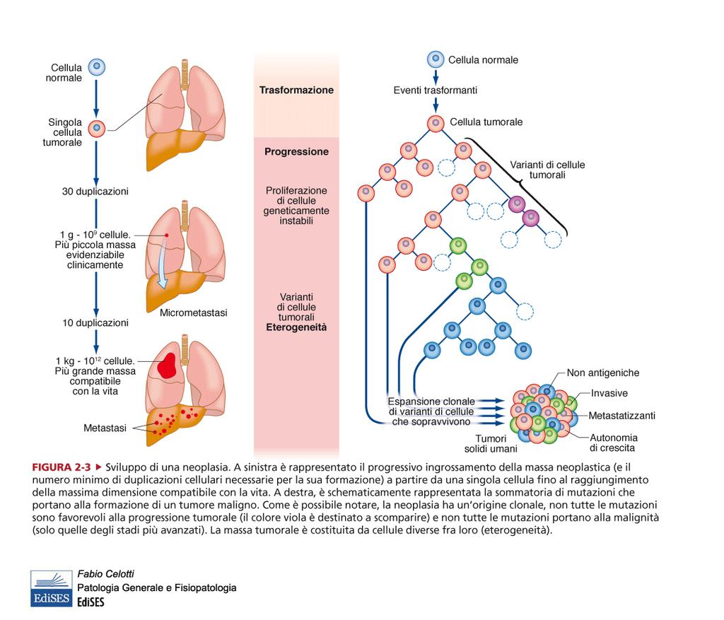 Il tumore è una malattia genetica in cui le