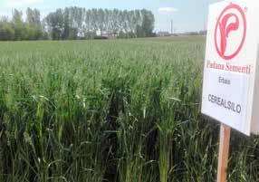 Avena bianca: 30% Frumento: 40% Triticale: 30% - Autunnale: da metà ottobre a metà novembre.