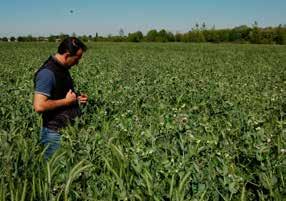 Dose di semina: 145-150 kg/ha, alla profondità di 2-3 cm in funzione del tipo di terreno e della Zona di coltivazione consigliata: tutta Italia.