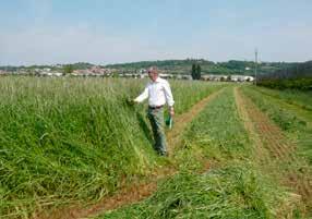 PONTINO BIOENERGIE Medio. Utilizzo: Insilato, fieno. - Mix di sole graminacee, molto produttivo e resistente all allettamento. - Possibilità di secondo sfalcio di solo loietto.