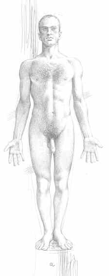 MORFOLOGIA COMPLESSIVA: IL CORPO MASCHILE E IL CORPO FEMMINILE Tavole 1-2 (Riferimenti a: Schizzi di anatomia artistica : tavole da 5 a 20 ) Il corpo umano, per lo studio della morfologia esterna e