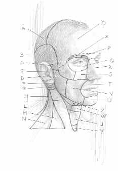 LA TESTA Tavole 3-4 - 5-6 - 7-8 - 9-10 - 11 (Riferimenti a: Schizzi di anatomia artistica : tavole da 39 a 53 ) Morfologia esterna complessiva La testa è la parte superiore del corpo umano, situata
