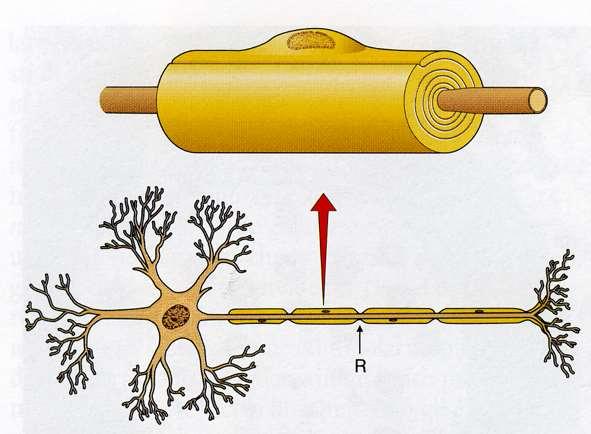 CELLULE DI SCHWANN Formano la guaina mielinica attorno agli assoni nel SNP Ciascuna