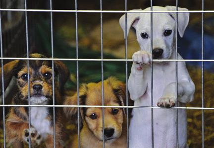 8 Ci sono rimasto male, i miei compagni di scuola hanno un animale in casa.