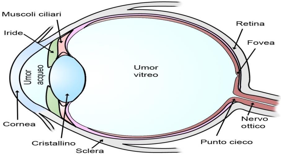 CAPITOLO 1: IL CRISTALLINO 1.1 Il cristallino è una struttura avascolare trasparente localizzata nel segmento anteriore dell occhio tra l iride e l umor vitreo (Fig. 1).