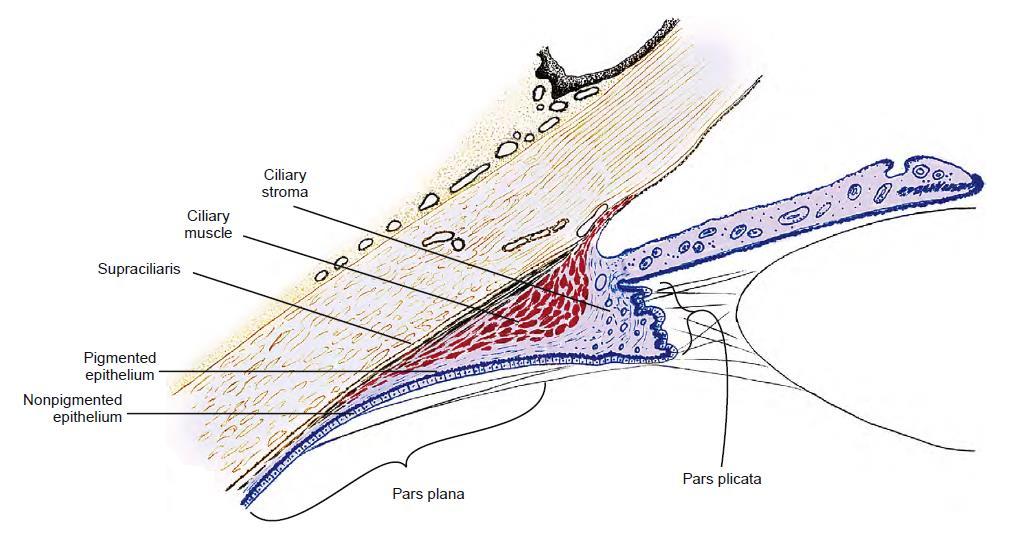 1.4 Il corpo ciliare (Fig. 3) è una struttura triangolare che si estende tra l iride anteriormente e la coroide posteriormente (5).