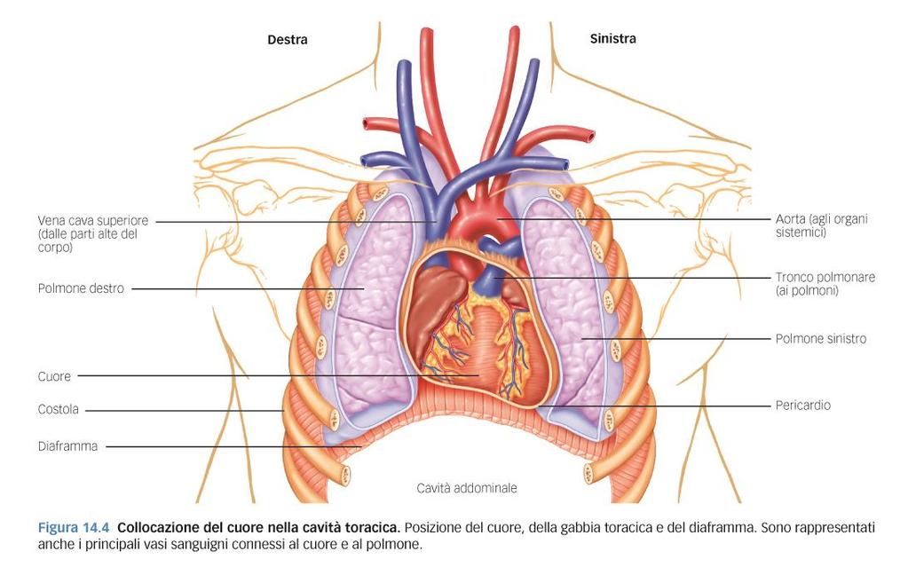 Il cuore è un muscolo avvolto in un sacco membranoso detto pericardio, è contenuto al centro