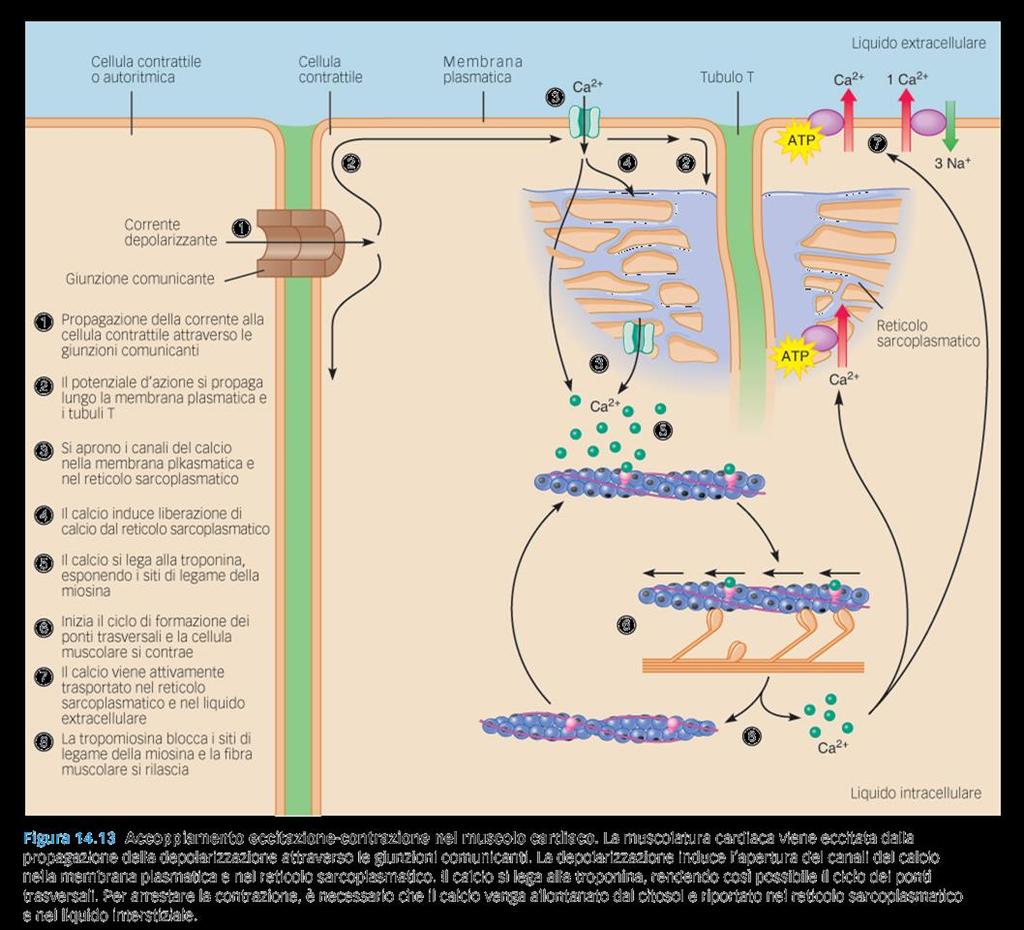 ACCOPPIAMENTO ECCITAZIONE-CONTRAZIONE NELLE CELLULE CARDIACHE CONTRATTILI Nella fase di plateau entra più calcio e contribuisce al ciclo dei ponti