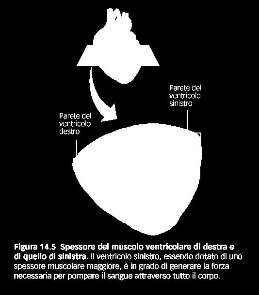 SPESSORE DEL MUSCOLO VENTRICOLARE DI DX E SX Gli atri ricevono il sangue che ritorna al cuore dai vasi venosi, lo trasferiscono ai ventricoli che sono più grandi degli atri perchè