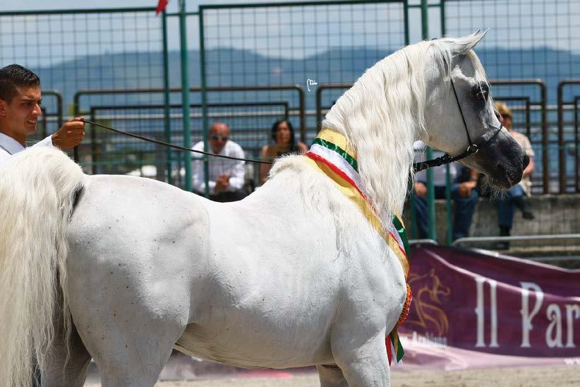 SHOWS AND EVENTS GOLD MEDAL CHAMPION STALLIONS JANDEH AL NAIF ANSATA