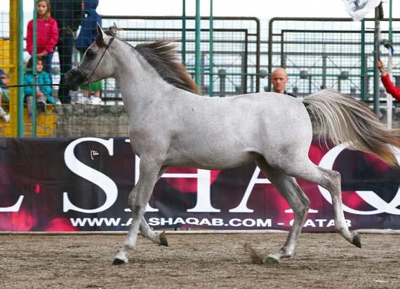 HORSE STUD CHAMPION YEARLING FILLIES KORE BY ASHIRAF HASSAN