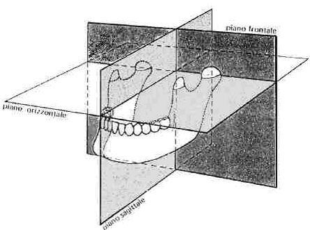 Articolazione temporo-mandibolare Movimenti dei condili: rotazione attorno ad un asse Articolazione