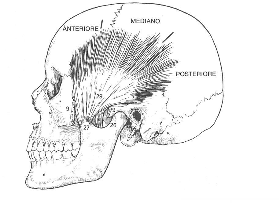 Movimenti della mandibola: muscolo temporale