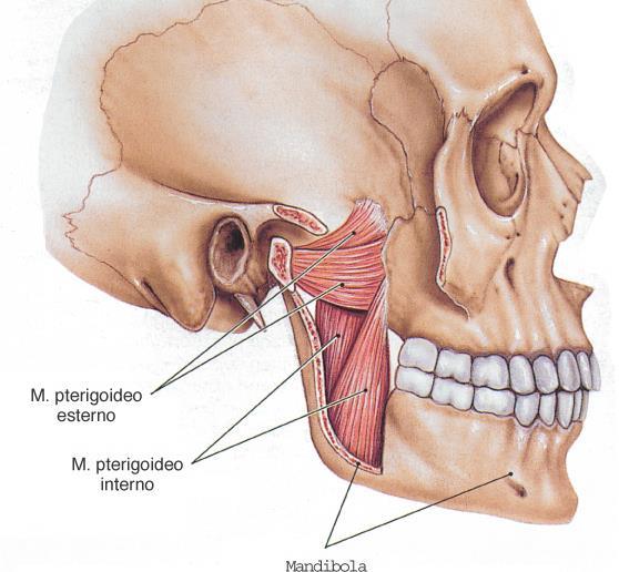 Movimenti della mandibola: Martini, Timmons muscolo Anatomia pterigoideo Umana Capitolo interno 6 (mediale) Capo anteriore, posteriore Origine: faccia mediale della lamina