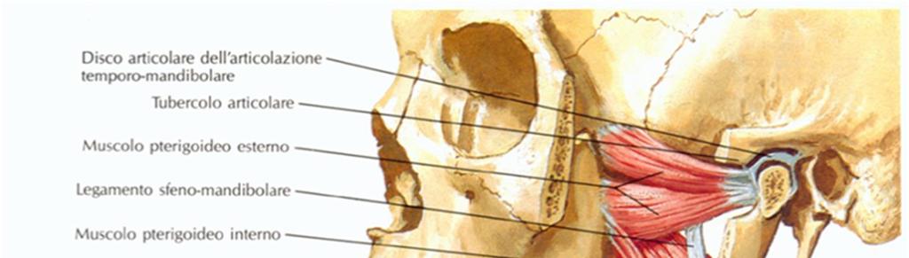 Movimenti della mandibola: Martini, Timmons muscolo Anatomia pterigoideo Umana Capitolo esterno 6 (laterale) Origine: faccia