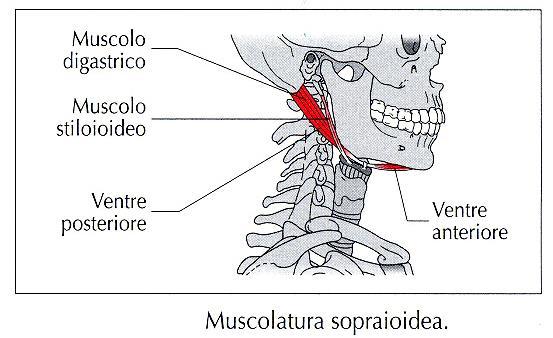 Movimenti della mandibola: muscoli sopraioidei sono coinvolti in tutti i movimenti della mandibola Muscolo digastrico: È uno dei principali responsabile dell abbassamento della mandibola È attivo in