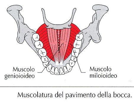 Movimenti della mandibola: muscoli sopraioidei Muscolo