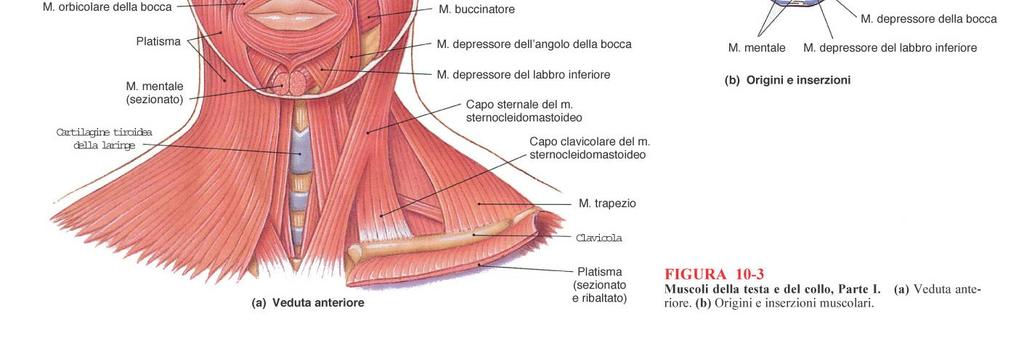 muscolo platisma è attivo durante l abbassamento