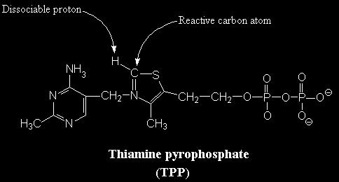 La tiammina pirofosfato è il gruppo prostetico delle decarbossilasi (decarbossilazione degli α-chetoacidi).