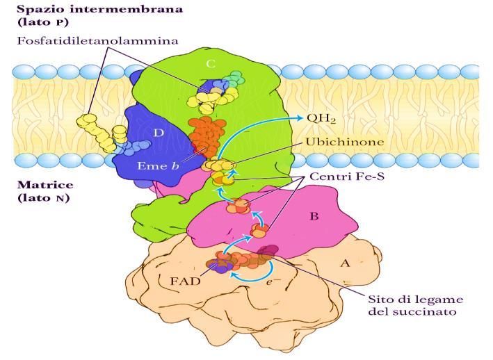Ossidazione del succinato a