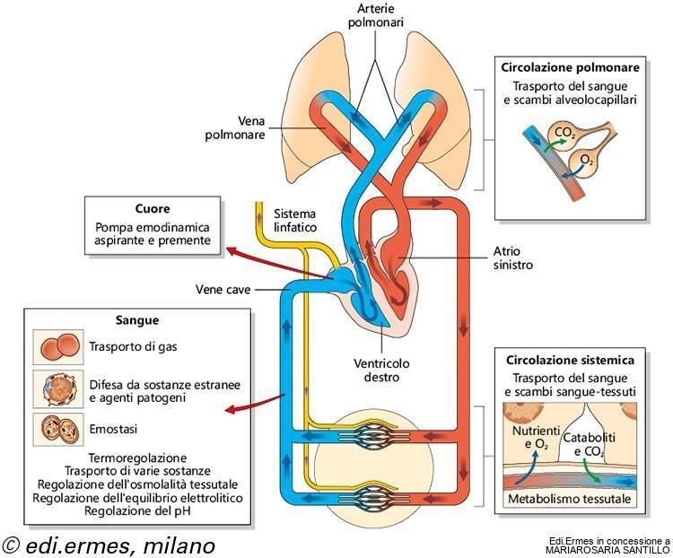 Sistema circolatorio Sistema a circuito chiuso formato da vasi nei quali il sangue scorre grazie all azione di pompa