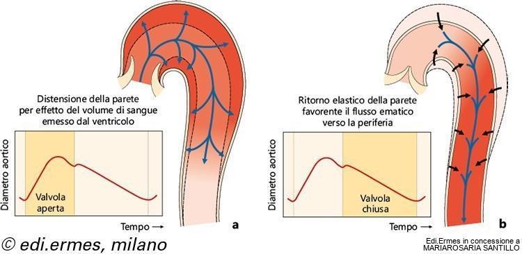 L immissione di sangue sotto pressione dal ventricolo sinistro nell aorta determina una dilatazione della parete dell aorta cui segue un ritorno elastico.