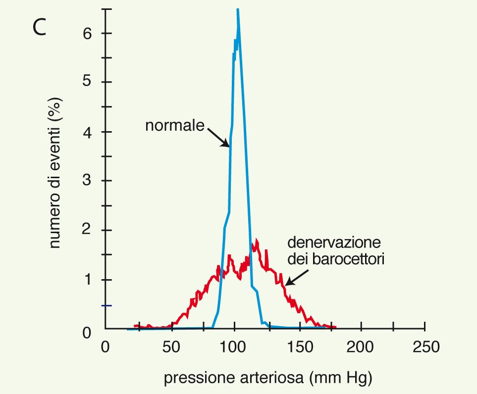Il riflesso barocettivo minimizza le oscillazioni pressorie durante il ciclo cardiaco Registrazione continua della pressione arteriosa in un
