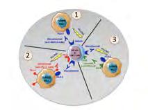 AREA DI RICERCA IMMUNOLOGIA Responsabile: Lorenzo Moretta I NUMERI DELL AREA DI RICERCA Pubblicazioni 59 Impact Factor Grezzo 364 Pubbicazioni internazionali 28 persone impegnate nella ricerca 48