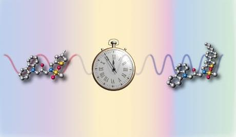 I Telomeri agiscono come un orologio biologico Un numero massimo di mitosi (e di replicazioni del DNA), al termine del quale