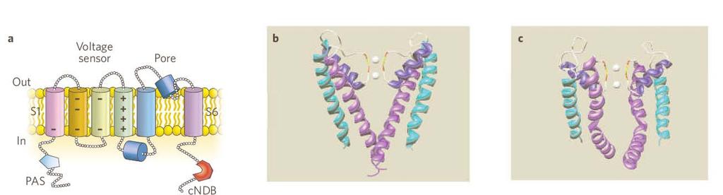 Canali del K + herg (human Ether Related Gene) Coinvolti