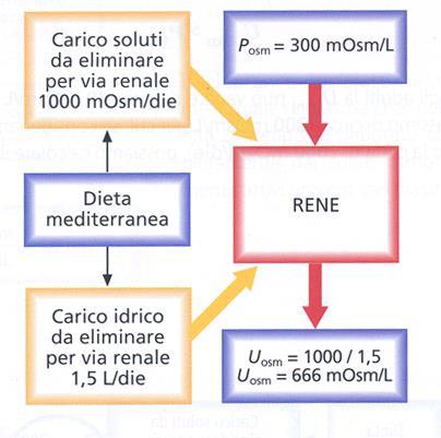 Regolazione dell osmolarità scorie metaboliche (soprattutto urea derivata dal catabolismo proteico) U osm >P osm In condizioni medio-normali il rene