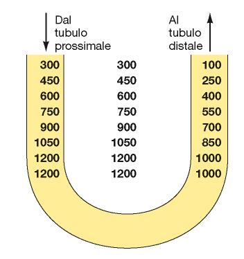 Gradiente osmotico verticale = 900mosm/L Il gradiente osmotico della midollare è generato attraverso un meccanismo di moltiplicazione in controcorrente Effetto osmotico singolo Gradiente osmotico