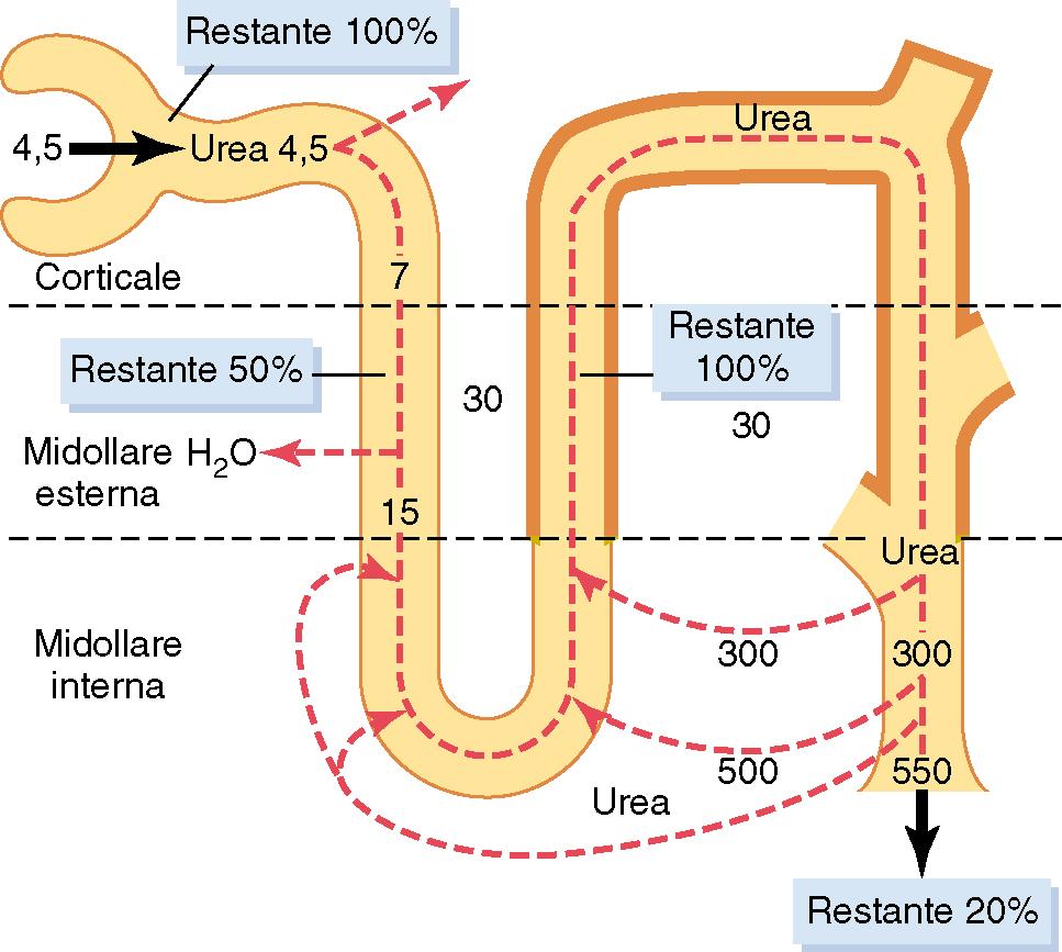 Ricircolo dell urea nella midollare interna: contributo all iperosmolarità della midollare (40-60% quando il rene forma urina alla massima concentrazione) via paracellulare e solvent drag UT-A2