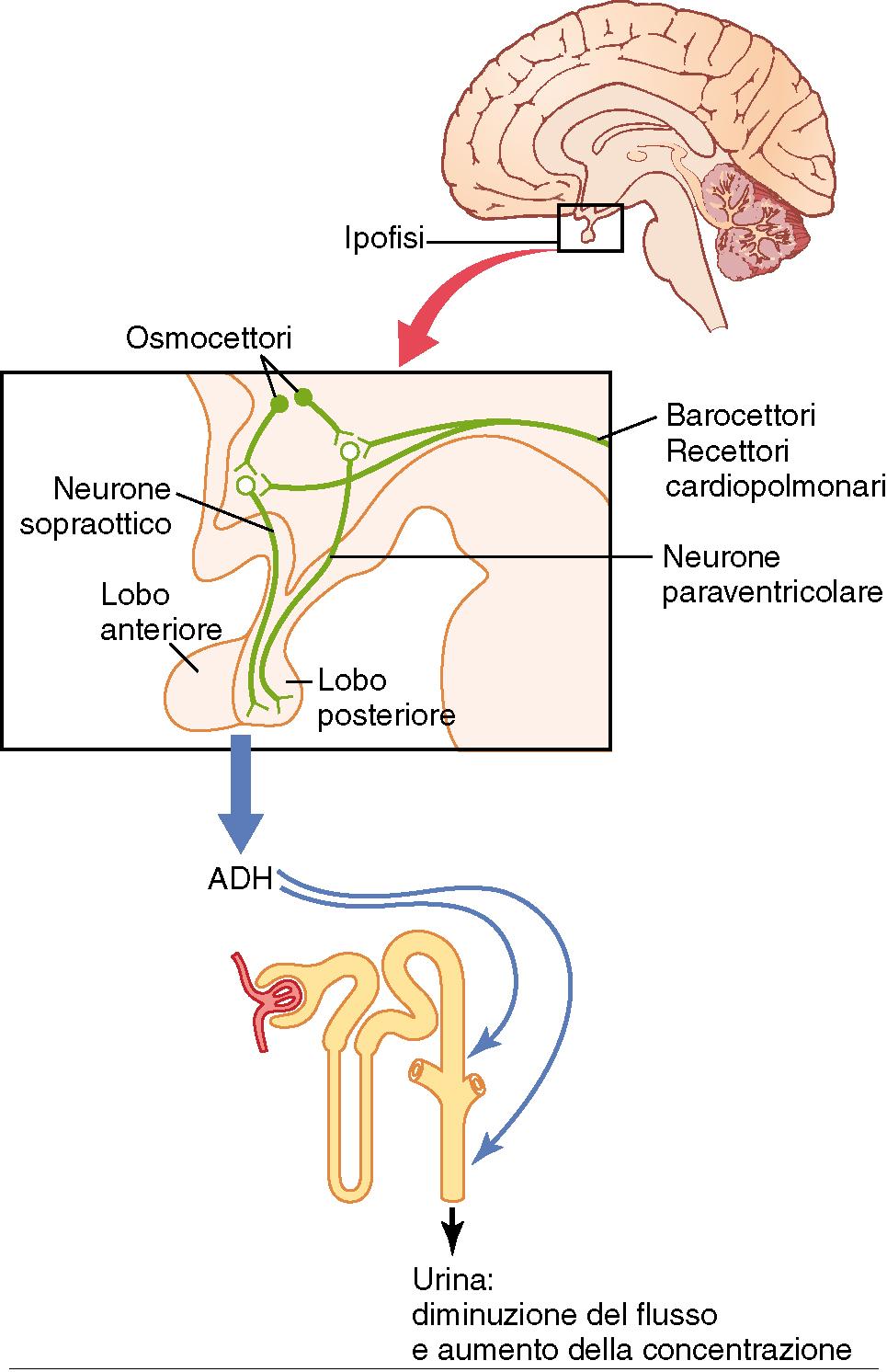 Anatomia e connessioni nervose dell ipotalamo (sede di produzione dell