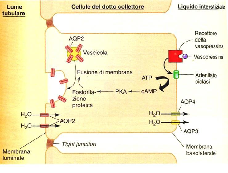 Meccanismo d azione dell ADH (o vasopressina) Recettori