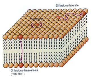 membrana plasmatica la distribuzione dei