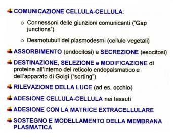 Le proteine integrali di membrana sono inserite nella membrana, di solito tramite regioni ad α elica con 20 25 aminoacidi idrofobici.