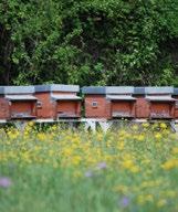 consentendo di ottenere in breve tempo l integrazione dei recuperi nell ambiente circostante e la creazione di una copertura arborea fitta e stabile nelle aree non più lavorate.